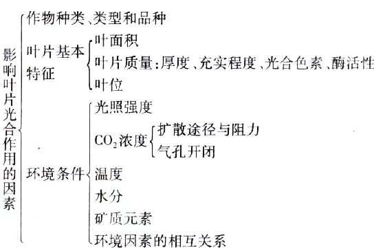 2024年10月新疆自考02676《作物栽培生理》章节串讲：作物光合作用与产量形成（第三章）(图4)